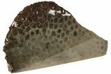 Free-Standing, Petoskey Stone (Fossil Coral) Section - Michigan #204788-1